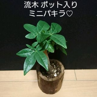Ｍ 流木ポット入り ミニパキラ ٩(๑> ₃ <)(その他)