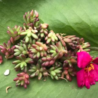 多肉植物ピンキー(その他)