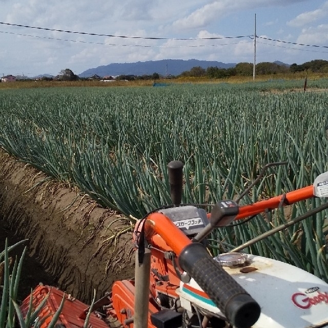 鳥取県境港産 白ねぎ（長ねぎ）3kg 食品/飲料/酒の食品(野菜)の商品写真