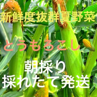 新鮮夏野菜果物広島県産無農薬自然栽培自家製とうもろこし約1kg3本セット〜(野菜)