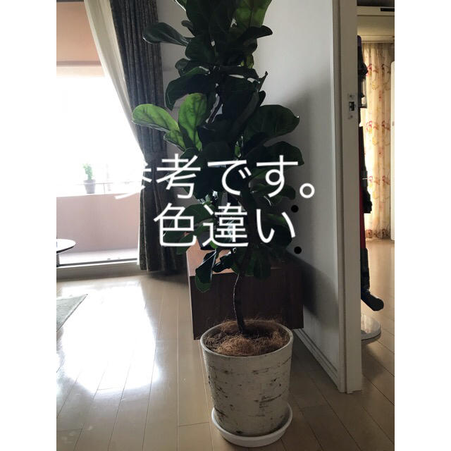 プランター 植木鉢 みどりの雑貨屋 観葉植物の通販 By ようこそ ラクマ プランター 植木鉢 みどりの雑貨屋 観葉植物の通販 By ようこそ ラクマ