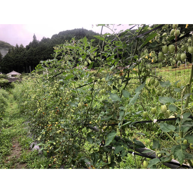 岡山県産 完全無農薬野菜 4種類ミニトマト‼️ 食品/飲料/酒の食品(野菜)の商品写真