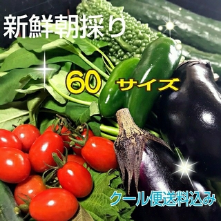 野菜箱詰め【野菜おまかせ♪野菜お試しセット】新鮮野菜 (野菜)