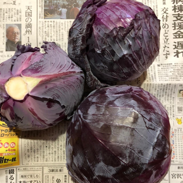 長野県産 レッドキャベツ 朝採れ  食品/飲料/酒の食品(野菜)の商品写真