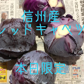 長野県産 レッドキャベツ 朝採れ (野菜)
