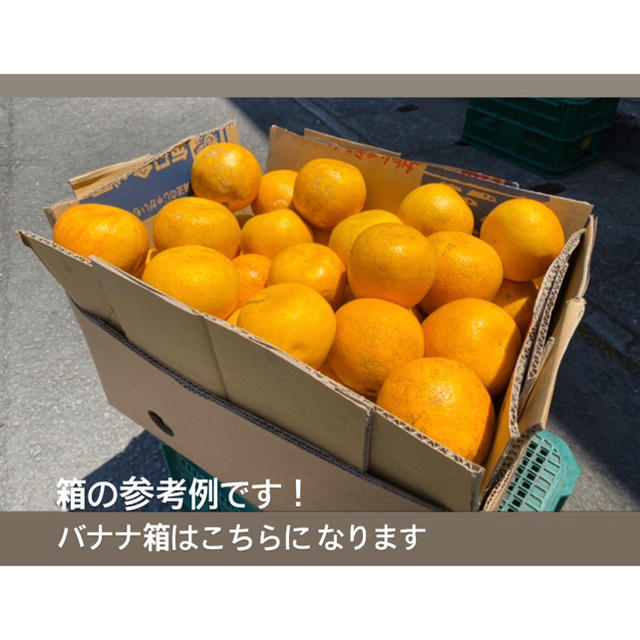 宇和ゴールド15Kg   河内晩柑　愛媛　みかん 食品/飲料/酒の食品(フルーツ)の商品写真