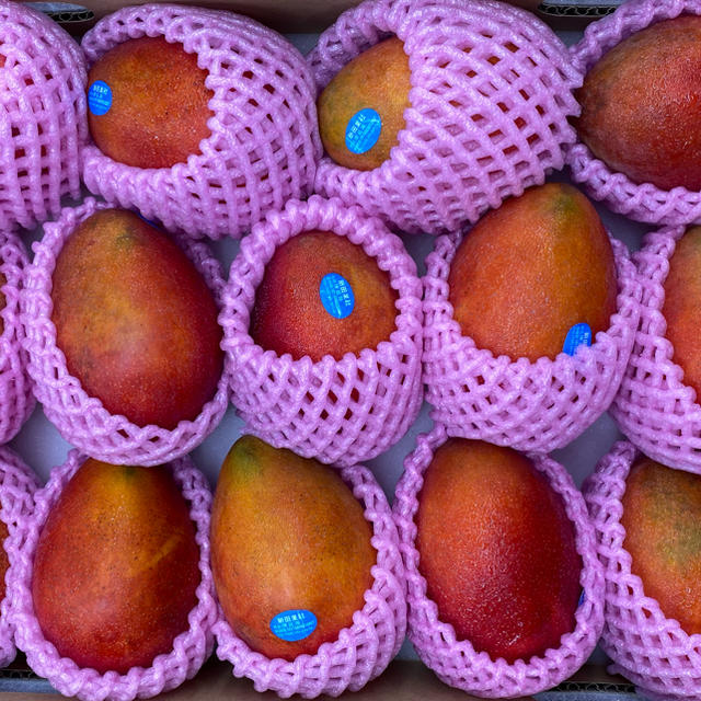 台湾マンゴー　沖縄産と同じアーウィン種のアップルマンゴーをお届け致します。