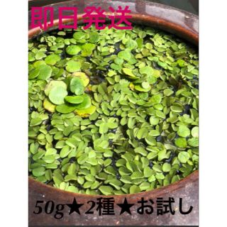 浮草⭐️水草⭐️まとめ売り⭐️50g  (アクアリウム)