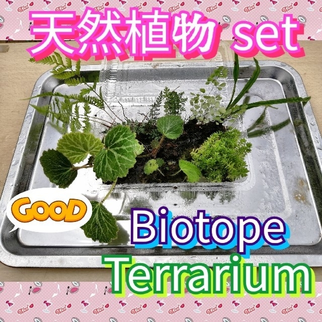 ♥植物の詰め合わせ てんこ盛り!! ハンドメイドのフラワー/ガーデン(その他)の商品写真