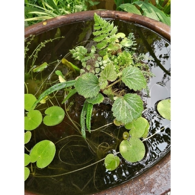 ♥植物の詰め合わせ てんこ盛り!! ハンドメイドのフラワー/ガーデン(その他)の商品写真