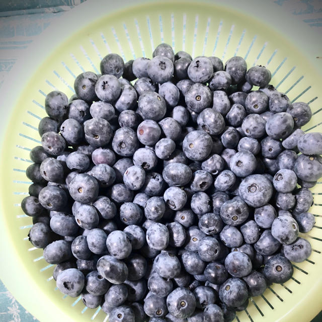 群馬県産　フルーツ　冷凍ブルーベリー　5キロ