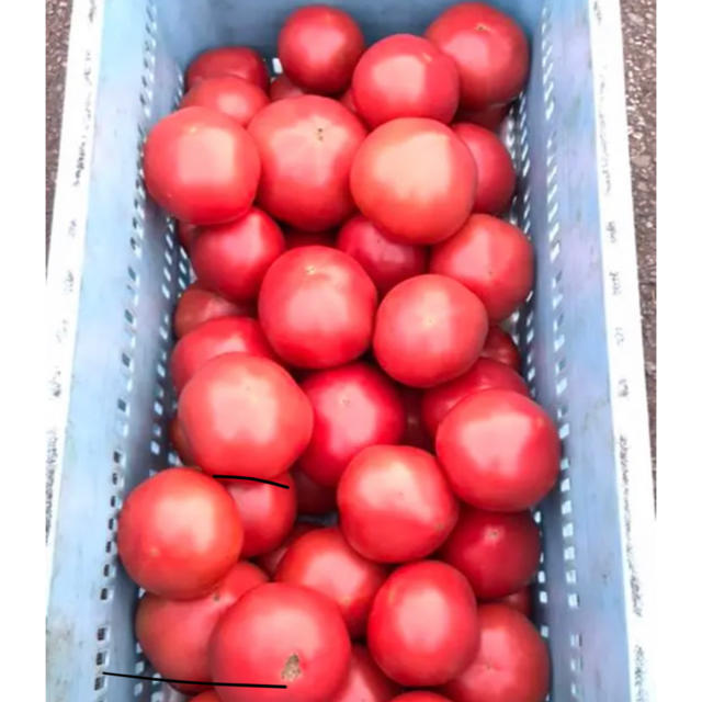 シルバーグレー サイズ 青森県産 大玉トマト(麗夏)約5kg 通販