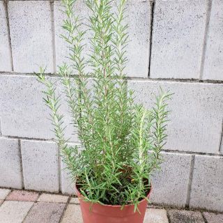 守護と浄化のハーブ　ローズマリー　良い香り♪　ハーブ大苗　観葉植物　鉢植え(プランター)