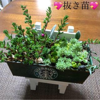 多肉植物❤︎抜き苗❤︎鉢の中身全部♪今週の発送は8/12〜8/13まで(その他)