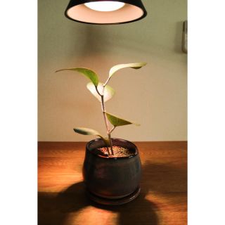 植物育成用LEDライト2個セット　VÄXER ヴェクセル（IKEA イケア）