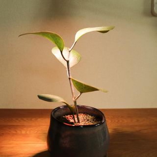 IKEA 植物育成用LEDライト VÄXER ヴェクセル　5セット