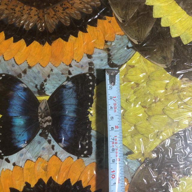 追加画像 蝶の標本 - 1