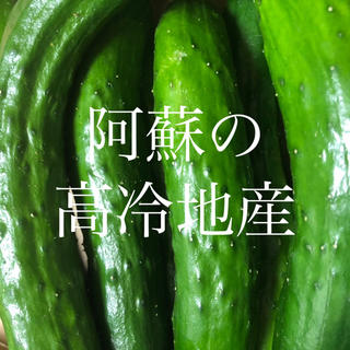 阿蘇のきゅうり1.5kg 次回発送８月１３日 即購入OK(野菜)