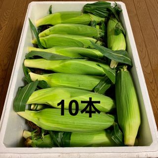 朝採り！北海道 江別産 ブランドとうもろこし 恵ゴールド 10本(野菜)