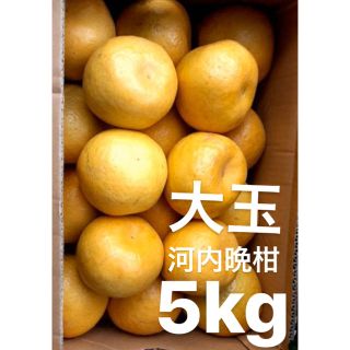 愛媛　大玉　宇和ゴールド　5Kg   河内晩柑　嵐ゴールド(フルーツ)