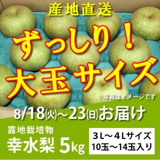 【リサ様専用・3箱】幸水梨５kg★大玉【8/18～23お届け分】(フルーツ)