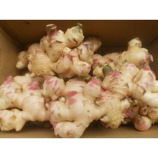 高知産　露地新生姜　約４ｋｇ　家庭用(野菜)