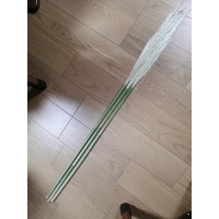 パンパスグラス　約120cm 6本(ドライフラワー)