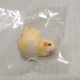 こーどの鳥さん　2　　オカメインコ(その他)