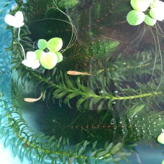 アナカリス3本　マツモ3本　セット(アクアリウム)