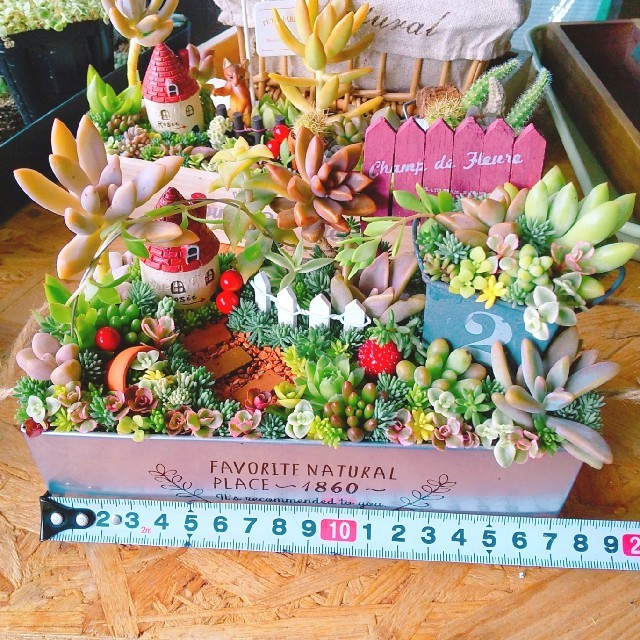 M様 専用  多肉植物  寄せ植え ハンドメイドのフラワー/ガーデン(その他)の商品写真