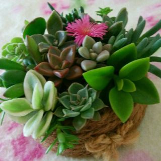 かわいい詰め合わせ 多肉植物 寄せ植えに おまかせカット苗初心者様にも育てやすい(その他)