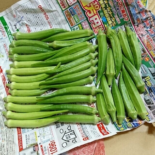 野菜オクラ おくら 朝採り 36本④(野菜)