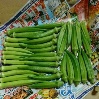 野菜オクラ おくら 朝採り①(野菜)