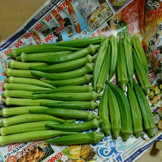 野菜オクラ おくら 朝採り①(野菜)