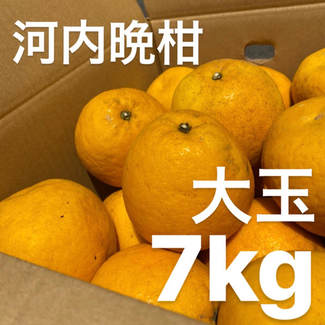 大玉　宇和ゴールド　7Kg  河内晩柑　愛媛　みかん 食品/飲料/酒の食品(フルーツ)の商品写真