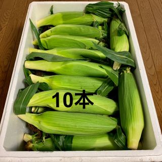 朝採り！北海道 江別産 ブランドとうもろこし 恵ゴールド 10本(野菜)