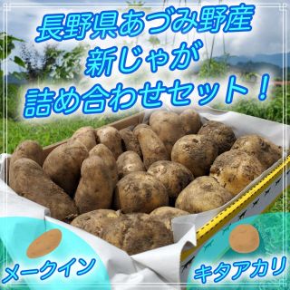 じゃがいも 新じゃが 無農薬 夏野菜 長野県あづみ野産(野菜)