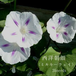 西洋朝顔    (ミルキーウェイ)  の種子 /35seeds(その他)