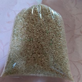 “米、玄米”  2019年産2kg 岐阜ハツシモ。送料込み(米/穀物)