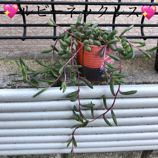 多肉植物❤︎ルビーネックレス❤︎抜き苗❤︎鉢の中身全部❤︎子持ち蓮華入り♪ ハンドメイドのフラワー/ガーデン(その他)の商品写真