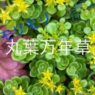 丸葉万年草　セダム　グランドカバー　寄せ植え(その他)