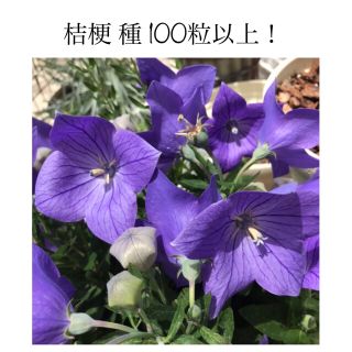 桔梗 キキョウ 種子 100粒以上！ 宿根草 多年草 秋の七草 春秋まき(その他)