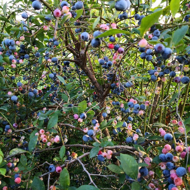 ブルーベリー 700g 千葉県産 無農薬 完熟 ミント ミニ保冷剤入り 食品/飲料/酒の食品(フルーツ)の商品写真