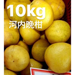 宇和ゴールド10Kg   河内晩柑　愛媛　みかん(フルーツ)