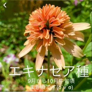 エキナセア　八重咲き  シュプリーム カンタルーペ　花の種 (その他)