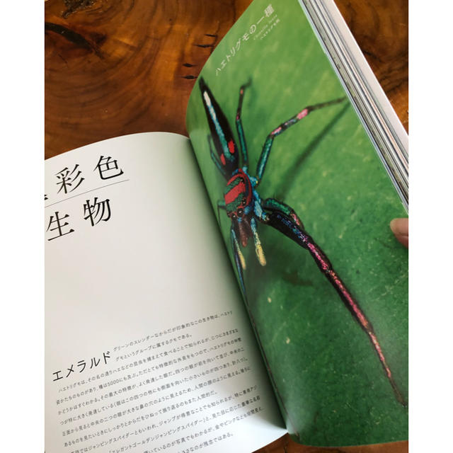 奇界生物図鑑 エンタメ/ホビーの本(趣味/スポーツ/実用)の商品写真