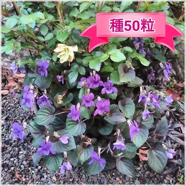 黒葉スミレの種 50粒 その2の通販 By Yol S Shop ラクマ 黒葉スミレの種 50粒 その2の通販 By Yol S Shop ラクマ
