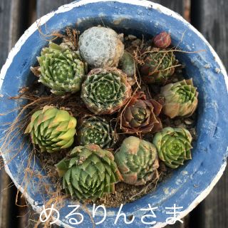 めるりん様専用カラフルセンペルビウムアソートセット多肉植物(その他)