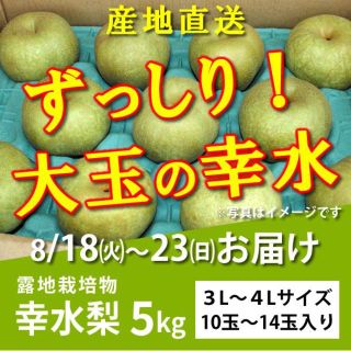 幸水梨５kg★大玉【AM8:00までの入金確認で即日発送可】(フルーツ)