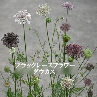 秋まき花の種　　ブラックレースフラワー・ダウカスを100粒(その他)